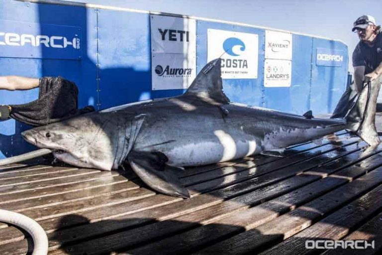 12-foot great white shark off Atlantic City shore